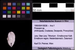 Foto (Objekt + Etiketten) von Prosopon sp. (NHMW-GEO-1990-0041-0036)